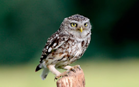 Visit owls in Selsey, Sussex