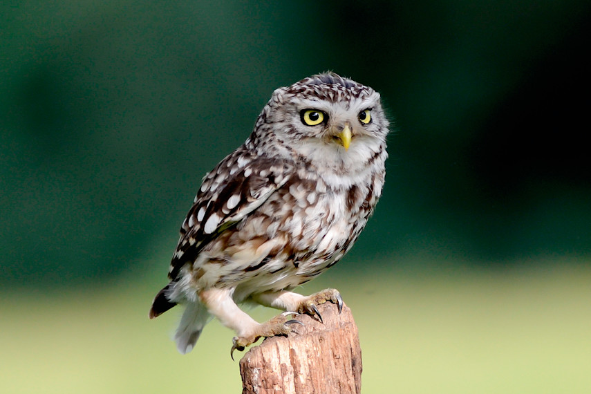 Owls about Town