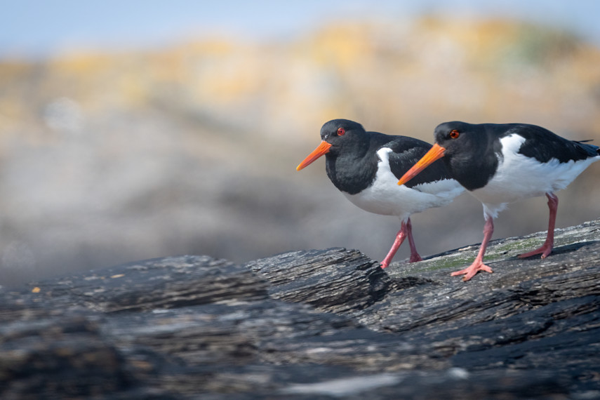 6. Birdwatching bonanza
