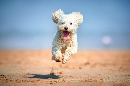 Dog friendly beaches near Blackpool