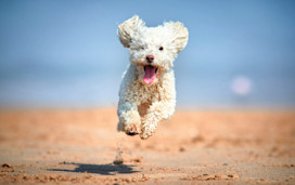 Dog on beach