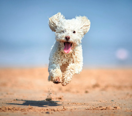 Dog friendly beaches near Blackpool 