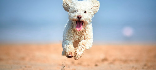 Dog on beach