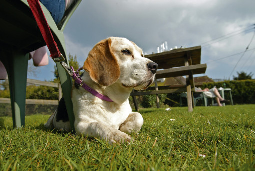 Dog friendly pubs in Kent