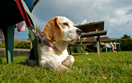 Dog enjoying a sunny beer garden