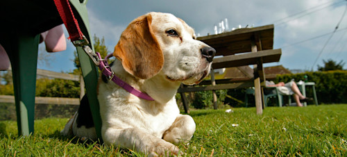 Dog enjoying a sunny beer garden