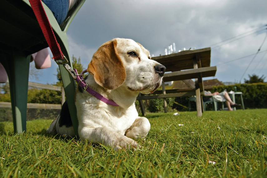 Dog-friendly pubs 