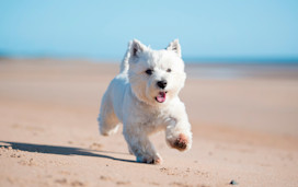 Dog on beach