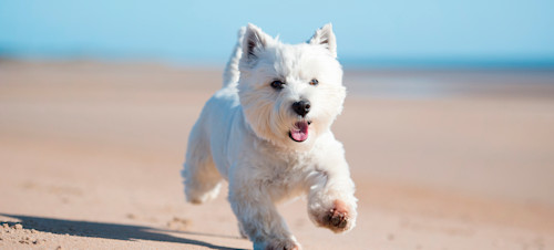 Dog on beach