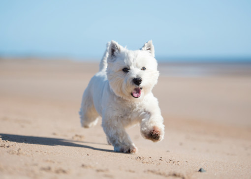 Our top dog friendly caravan holiday destinations  