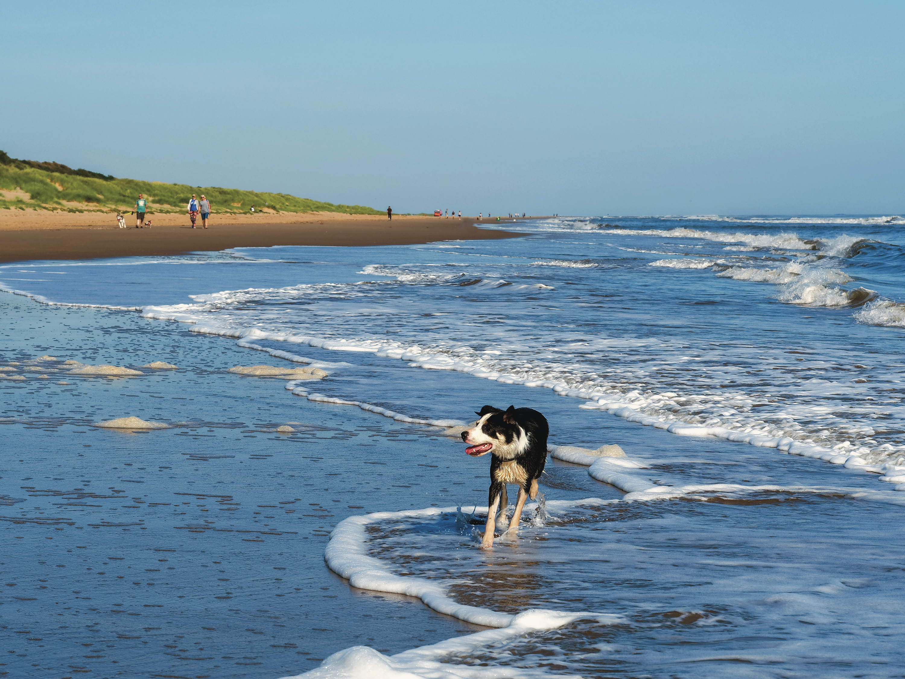 se permiten perros en el muelle de skegness