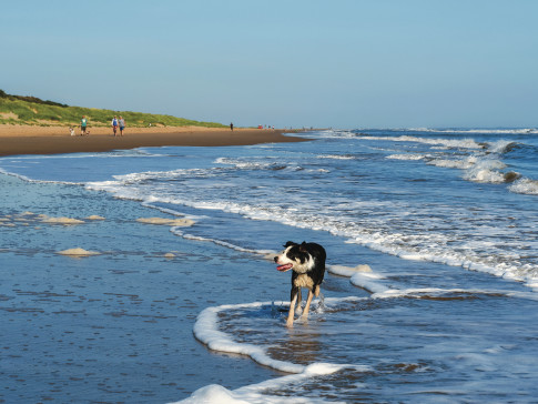 Dog friendly beaches in Lincolnshire 