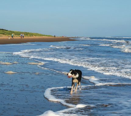 Dog friendly beaches in Lincolnshire