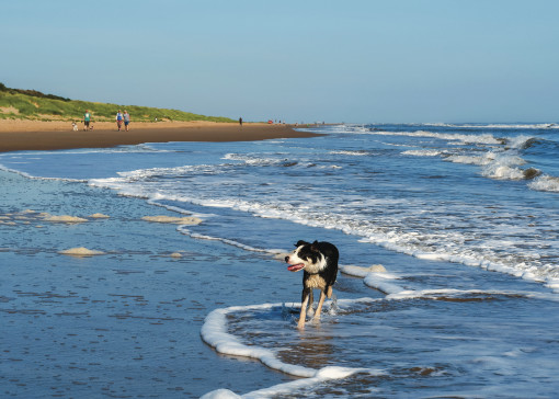 Dog friendly beaches in Lincolnshire 