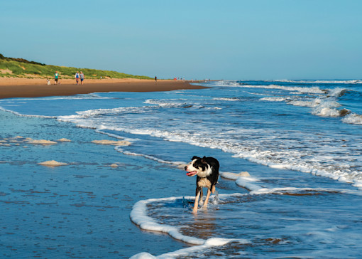 Dog-friendly beaches in Lincolnshire