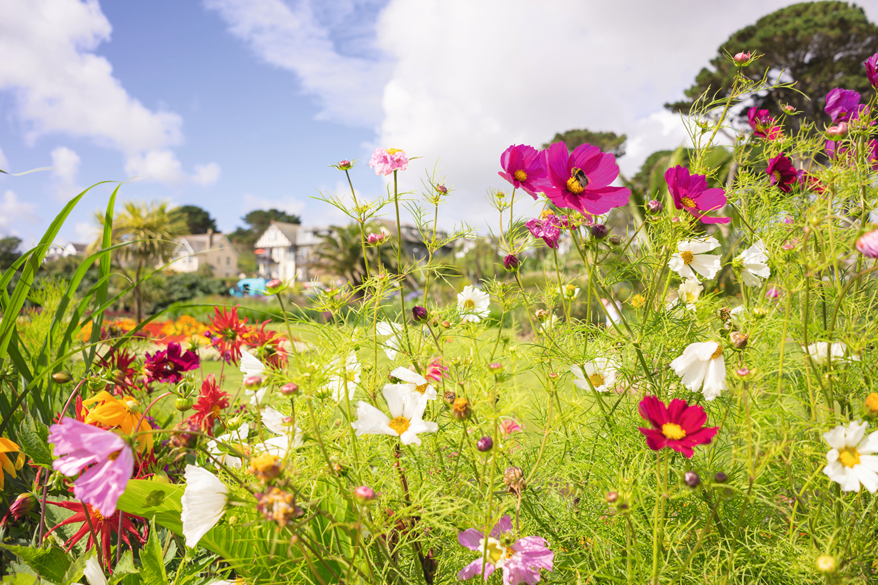 Royal Cornwall Spring Flower Show Best Flower Site