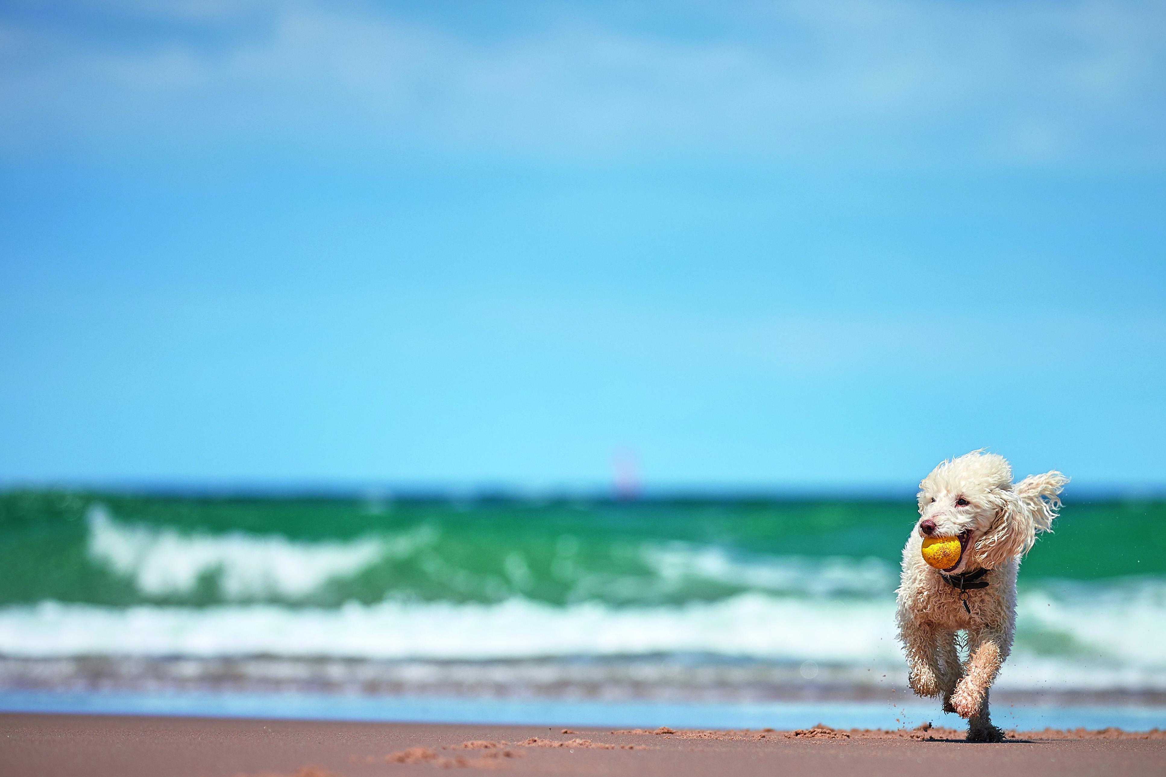 is burnham beach dog friendly