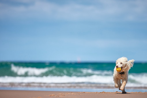 Dog friendly beaches in Somerset