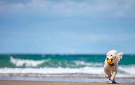 Dog running on beach