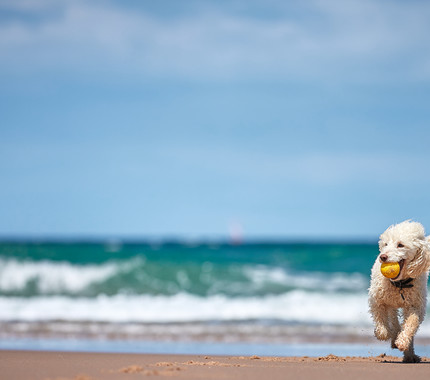 Dog friendly beaches in Somerset