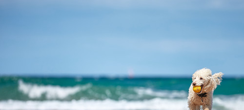 Dog running on beach