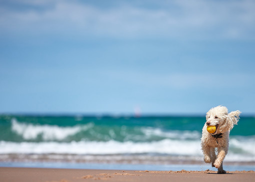 Dog-friendly beaches in Somerset