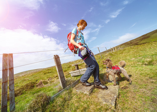 Dog-friendly things to do in Northumberland