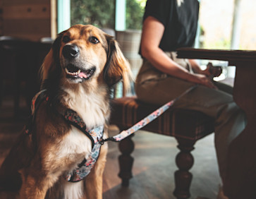 A dog keeping its owner company in the restaurant at Kent Coast in Kent