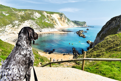 Dog-friendly things to do in Dorset