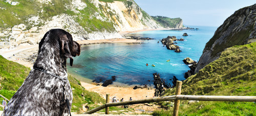 Dog-friendly beaches near Bournemouth