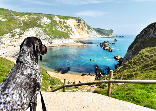 Dog-friendly beaches near Bournemouth