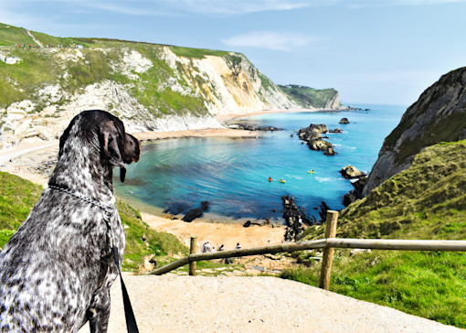 Dog-friendly things to do in Dorset