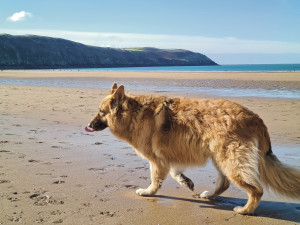 Dog-friendly things to do in Devon