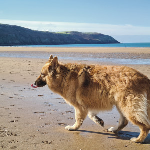 Dog-friendly things to do in Devon