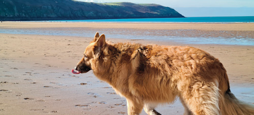 German Shepherd, Devon