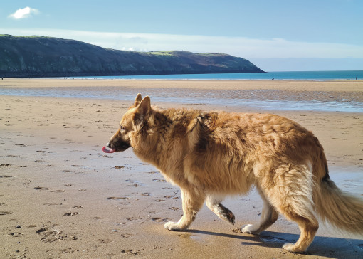 Dog friendly beaches in Devon