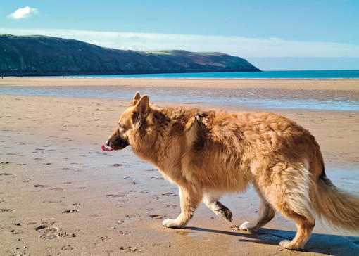 Dog-friendly beaches in Devon