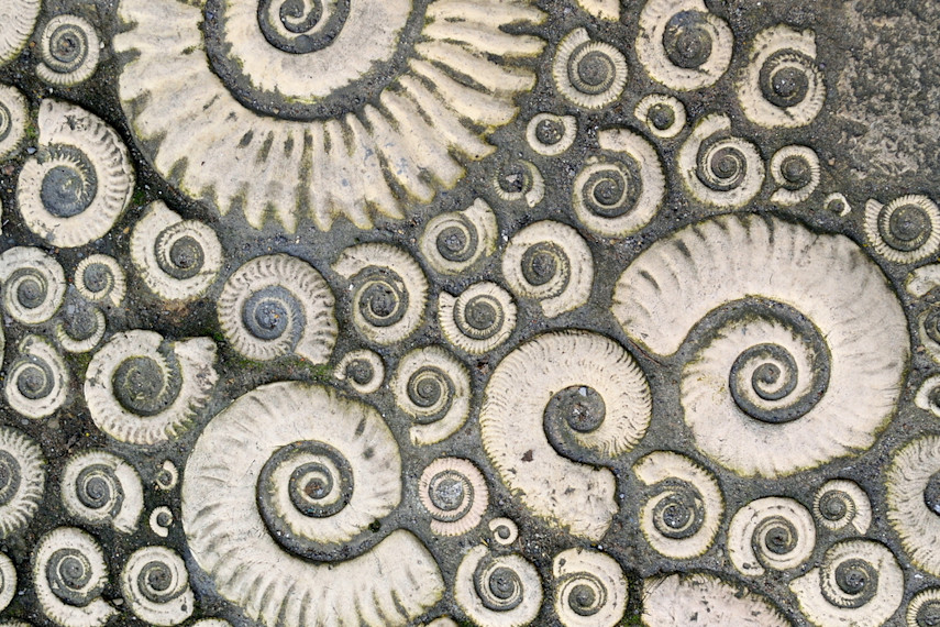 9. Take a Fossil Walk and visit the Lyme Regis Museum