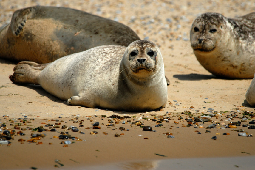 1. Natureland Seal Sanctuary 