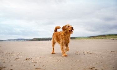 Dog Friendly Holidays in Cornwall