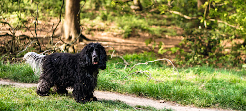 Mousehold Heath, Norwich
