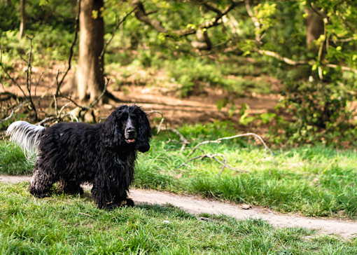 Dog-friendly things to do in Norfolk