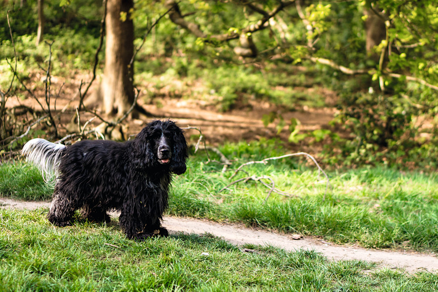 10. Mousehold Heath