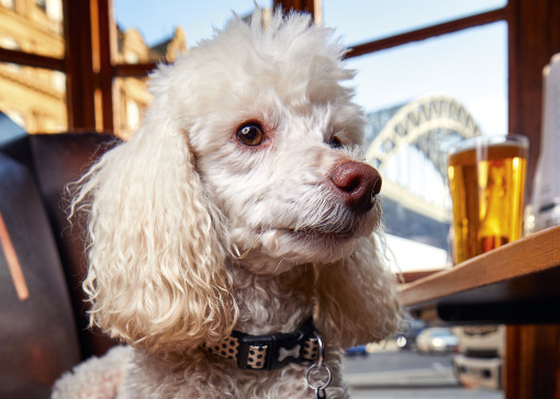 Best dog-friendly pubs in Minehead