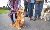 Dog-friendly holiday parks in Somerset