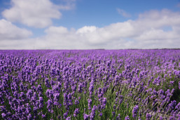 Cornish Lavender