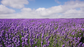 Cornish Lavender