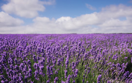 Cornish Lavender