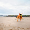 Dog on the Black Rock Sands beach