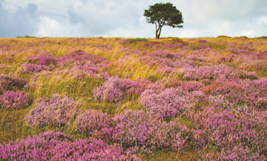 Quantock Hills